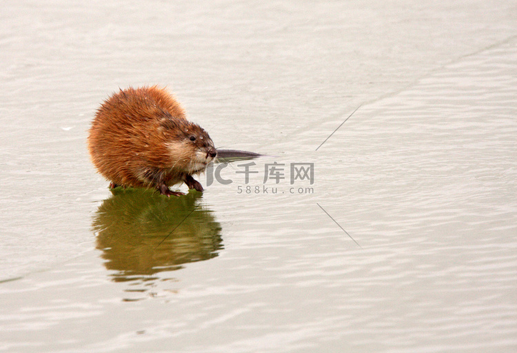 萨斯喀彻温省湖冰上的麝香鼠