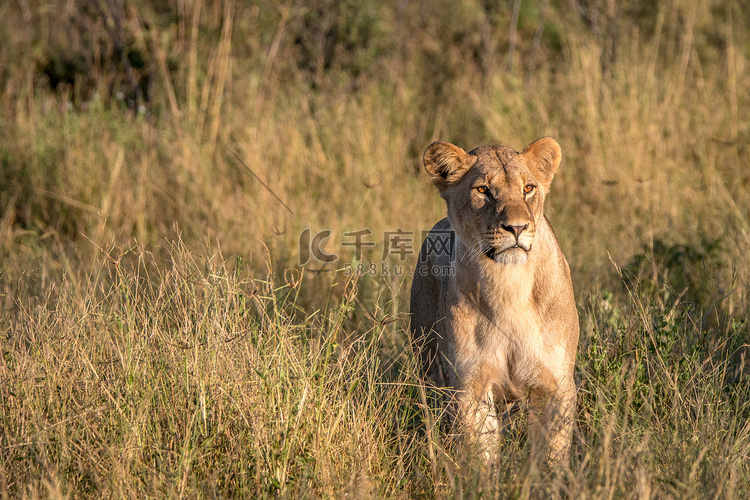 一头母狮子在草丛中行走。