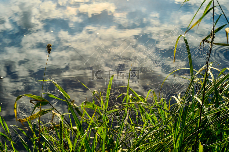 水面草地上的蛛网照片