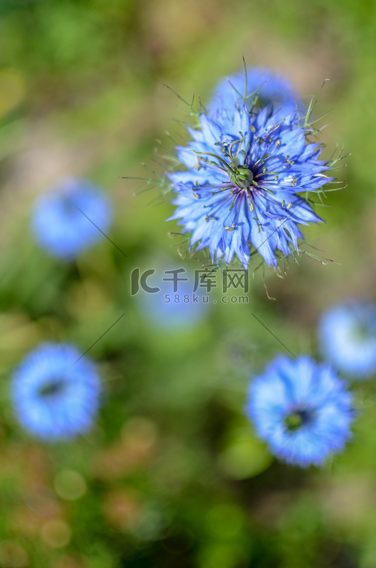 花坛中蓝色花朵深浅不一的黑种草