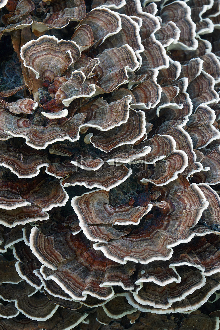 火鸡尾真菌的特写图像。