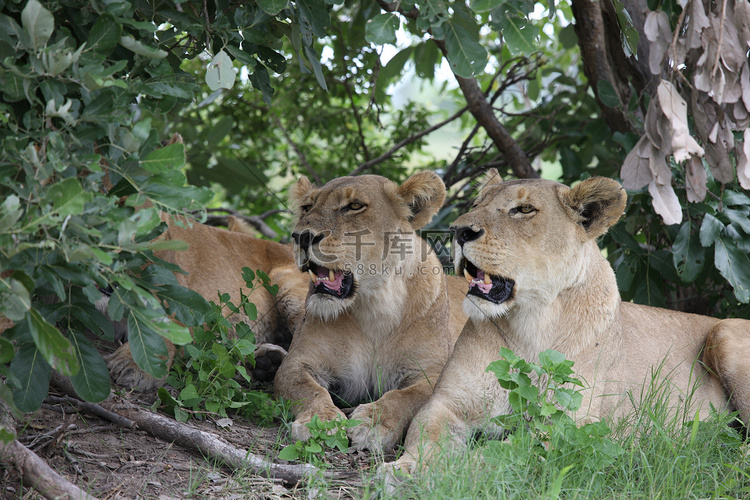狮子野生危险哺乳动物非洲大草原