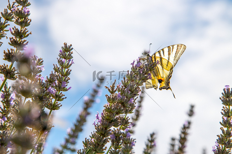 紫色薰衣草盛开的蝴蝶，法国，明