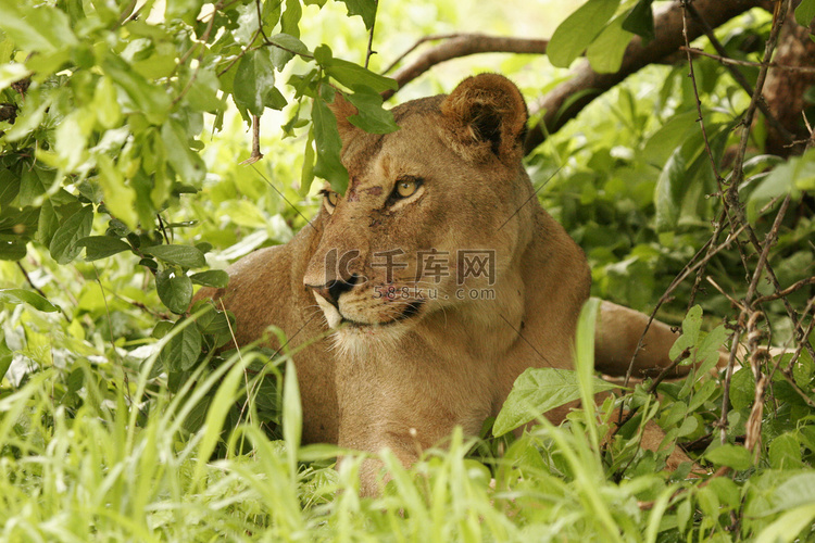狮子野生危险哺乳动物非洲大草原