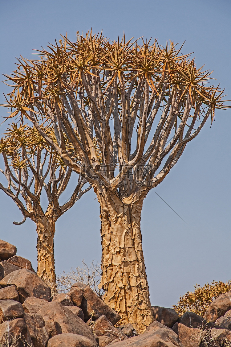 Aloidendron dichotomum，箭袋树。