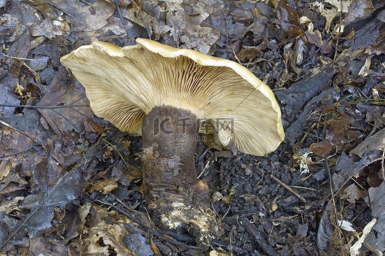 天鹅绒卷边蘑菇的特写图像