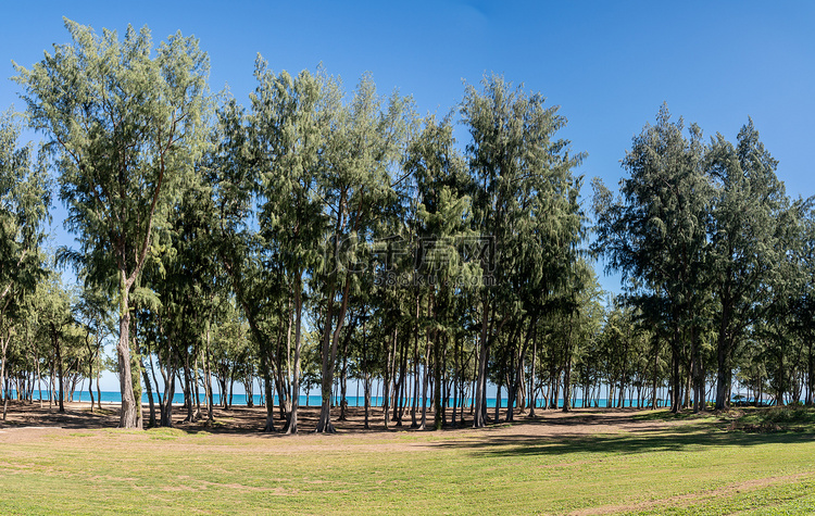 海岸线上的松树构成了夏威夷瓦胡