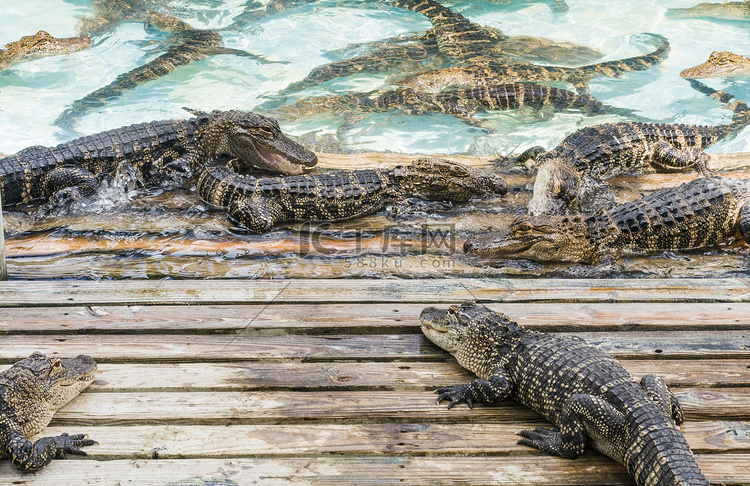 佛罗里达旅游胜地嬉戏的鳄鱼群