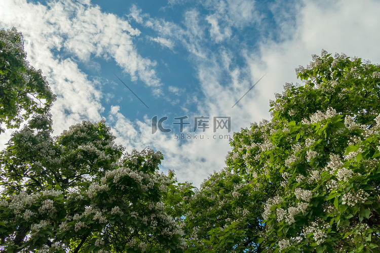 蓝色多云天空背景下，开花的郁郁