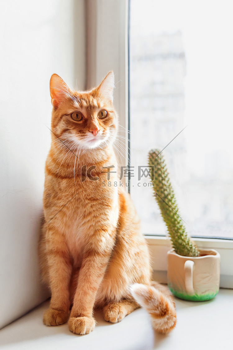 可爱的姜猫坐在高刺仙人掌附近的