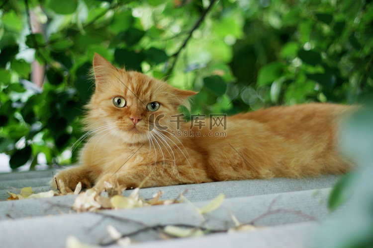一只姜黄色毛茸茸的猫躺在花园里