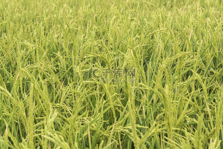 生稻种植园
