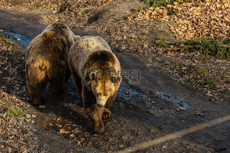 棕熊 Ursus arctos 走在路上