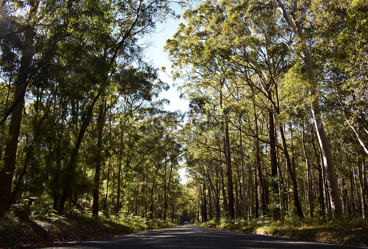有澳大利亚本土树木的道路
