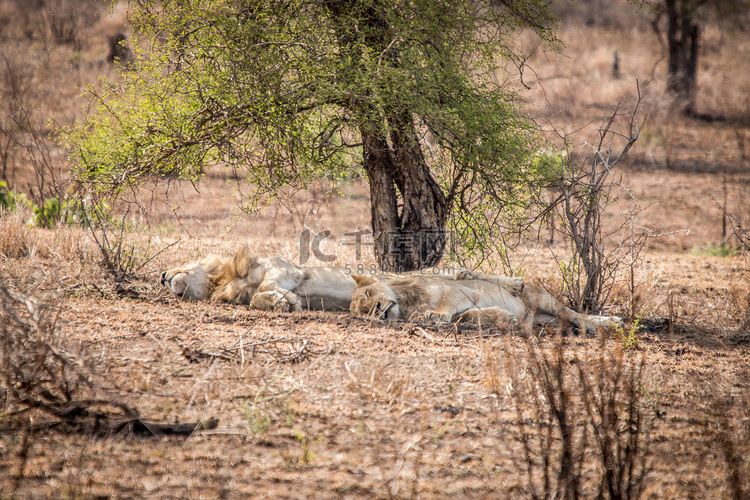 南非克鲁格国家公园内休息的狮子