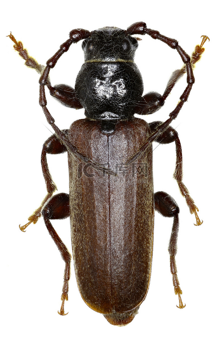 白色背景上的黑云杉长角牛甲虫 