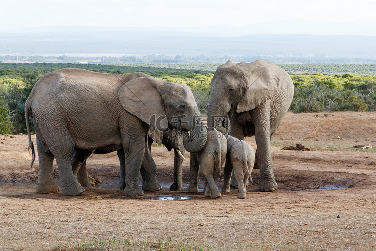 保护他们的年轻人的非洲布什大象