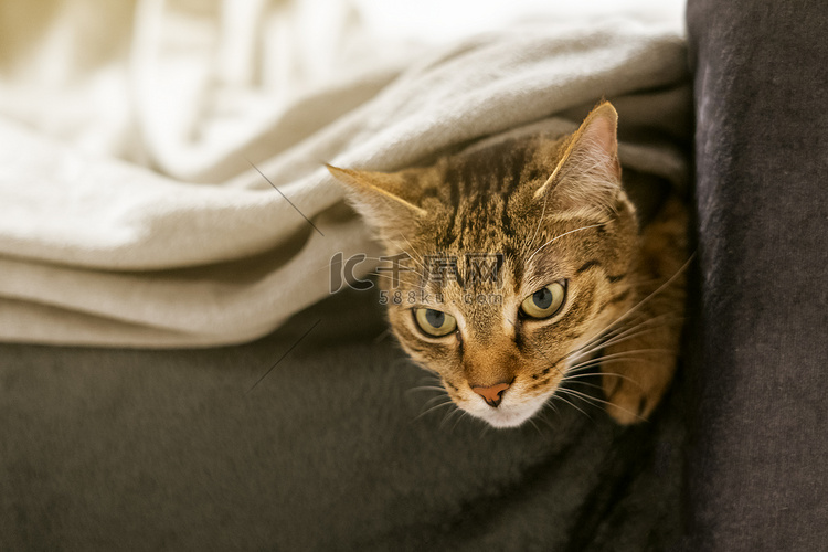 早上，猫躺在沙发上的羊毛毯子里