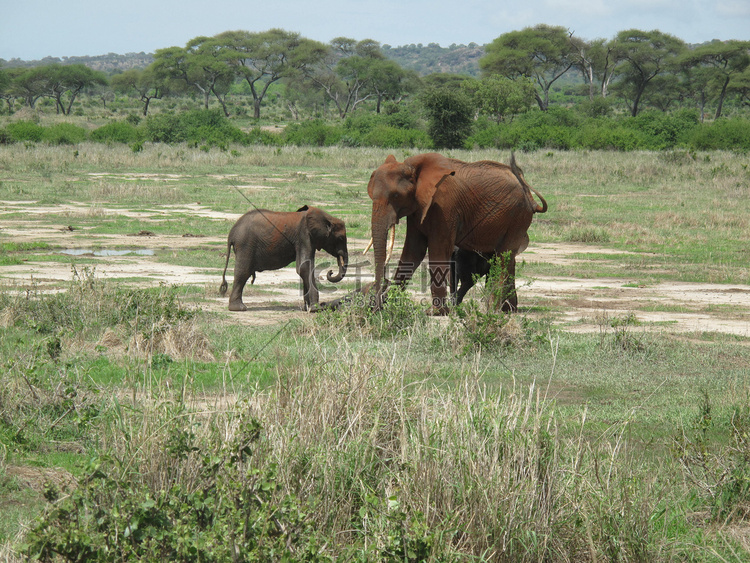 非洲博茨瓦纳大草原上的野生大象