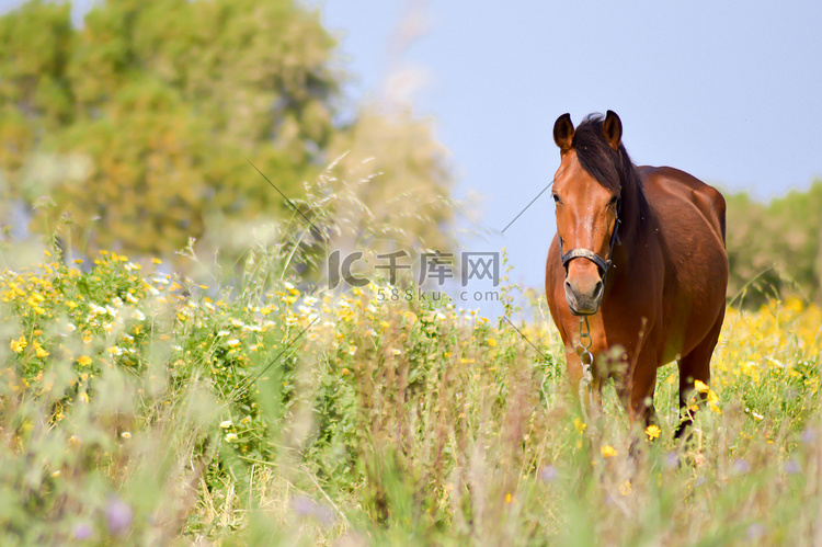 棕色的马在满是草地