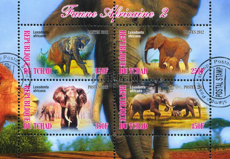 非洲丛林大象