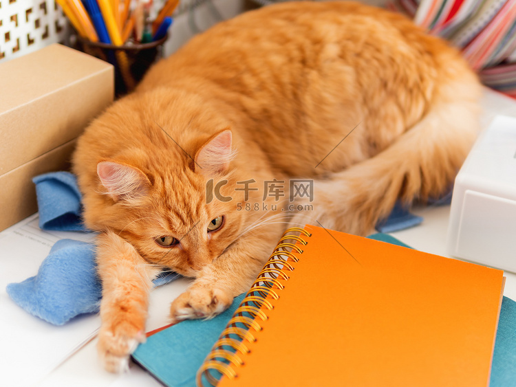 可爱的姜黄色猫睡在办公用品和缝