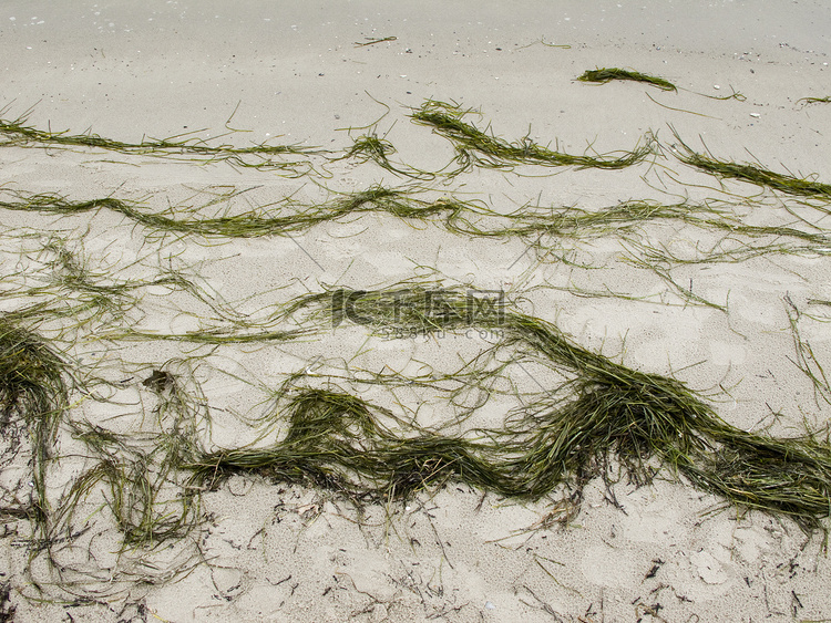 沙滩上的海草