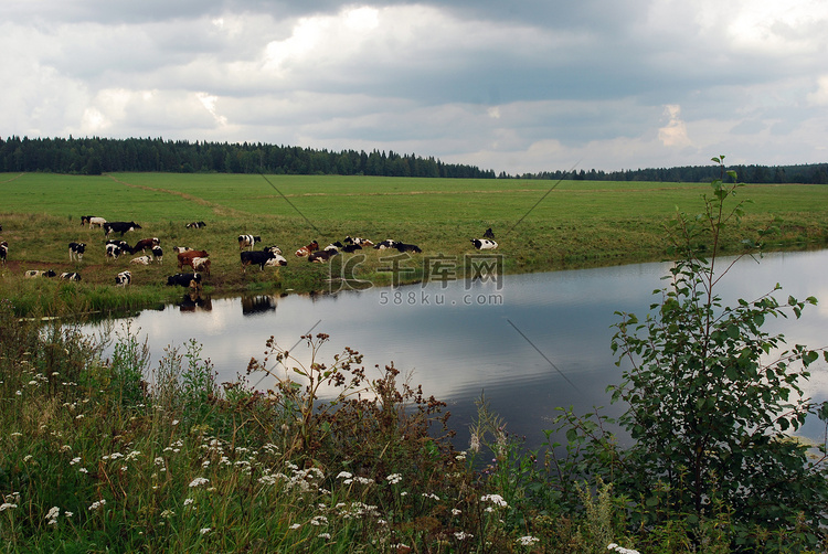 牛群在田野上吃草