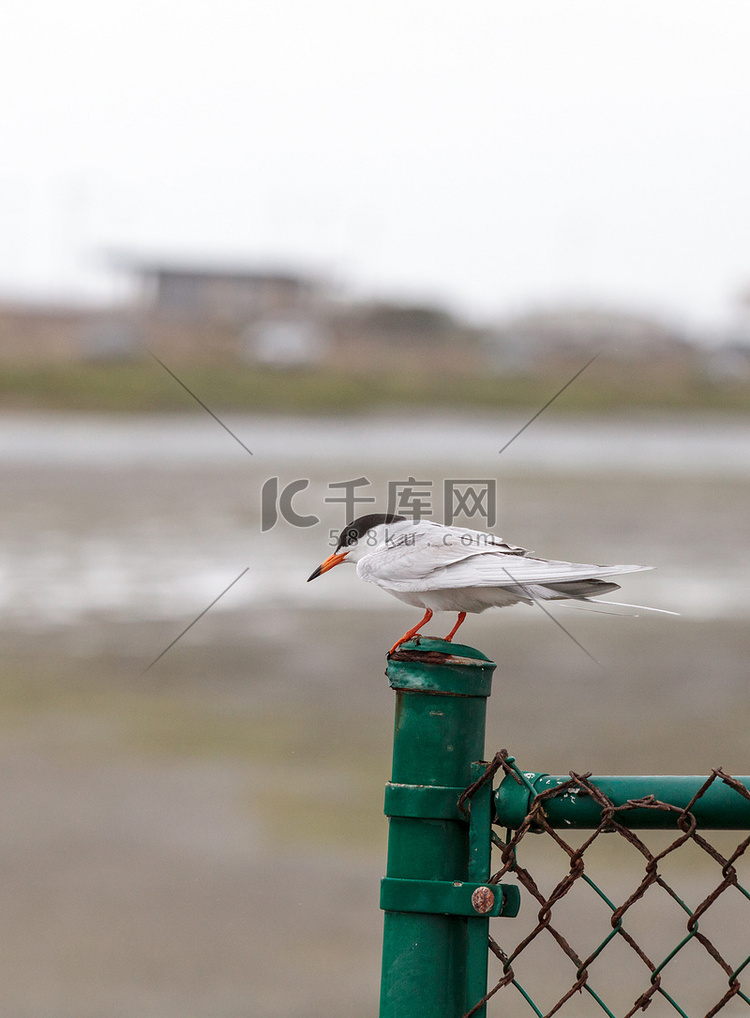 优雅的燕鸥，Thalasseus elegans