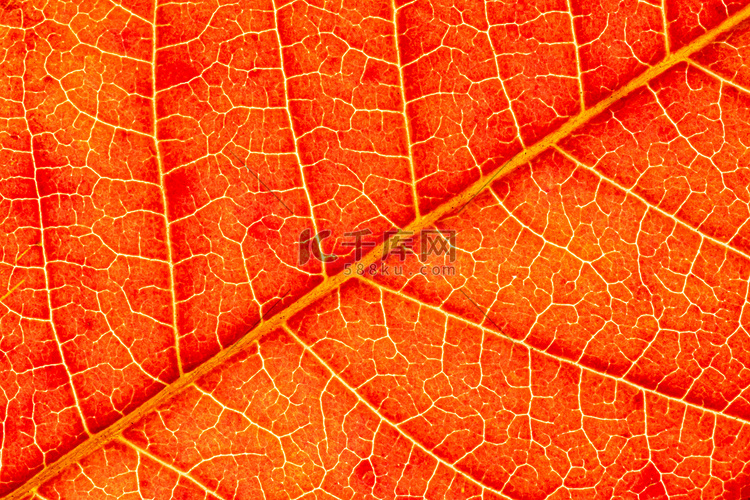 红色秋天叶子纹理与静脉特写镜头