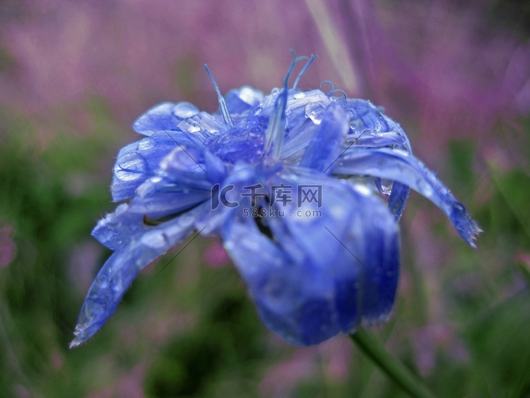 蓝色花开花和露水