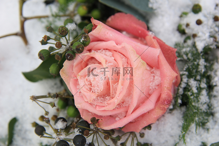 雪地上的大粉红玫瑰