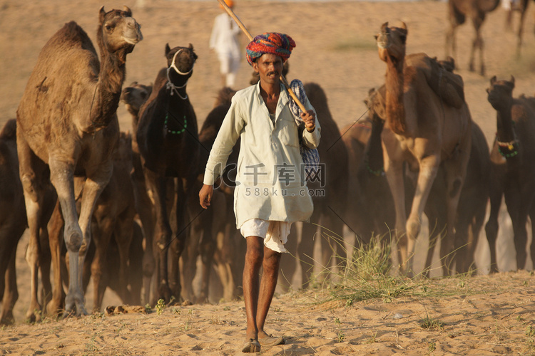 印度骆驼博览会