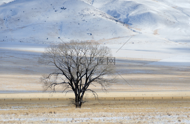 冬天的椰桐树，美国蒙大拿州麦迪