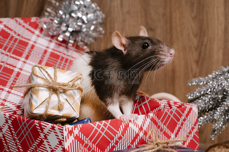 老鼠是新年的象征。灰鼠看着礼盒