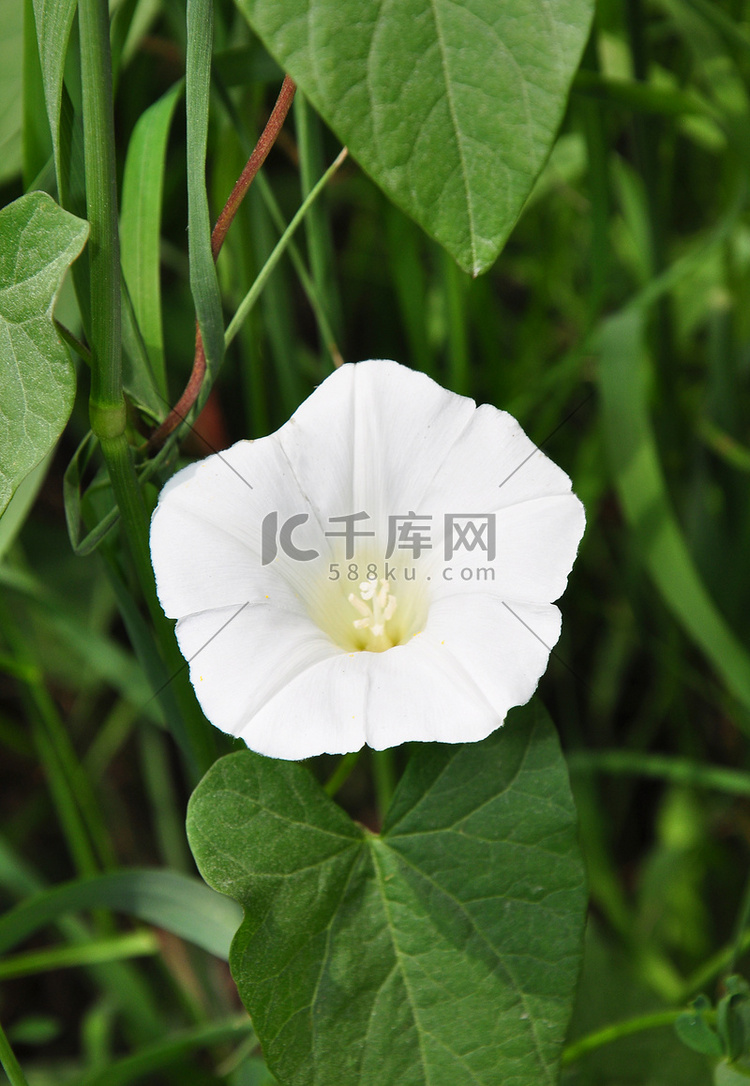 较大的旋花（Calystegia sepium）