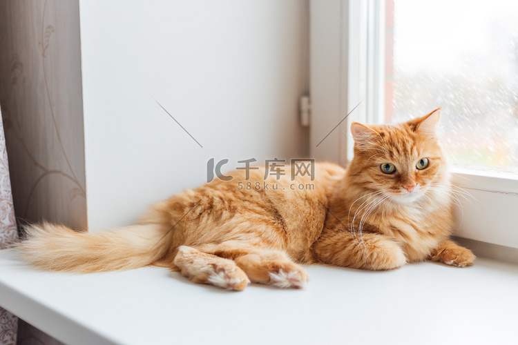 可爱的姜猫坐在窗台上等待着什么