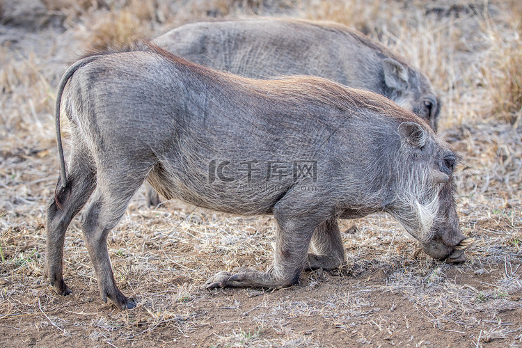 两只疣猪吃草。