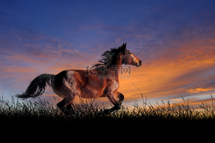在日落天空背景的马