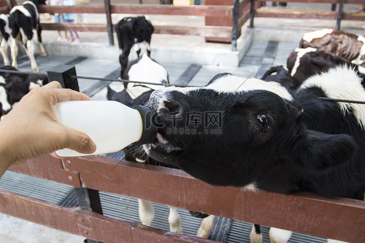 人工喂养奶瓶的小奶牛