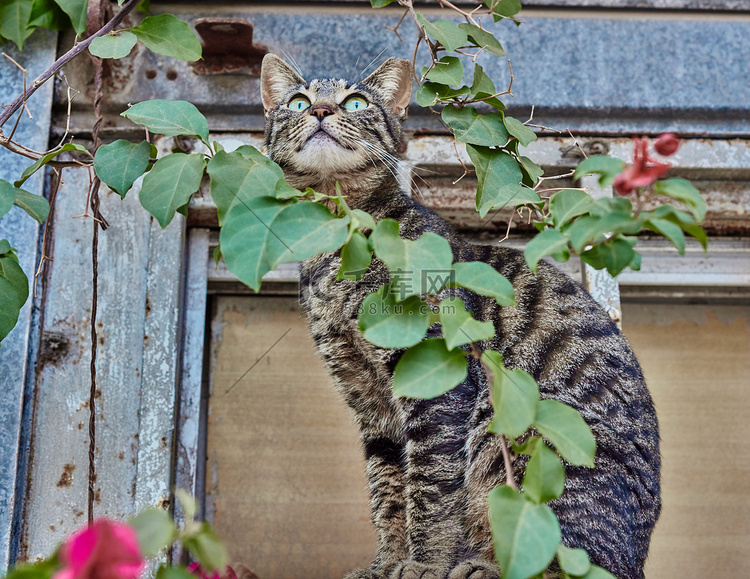 伸展的猫