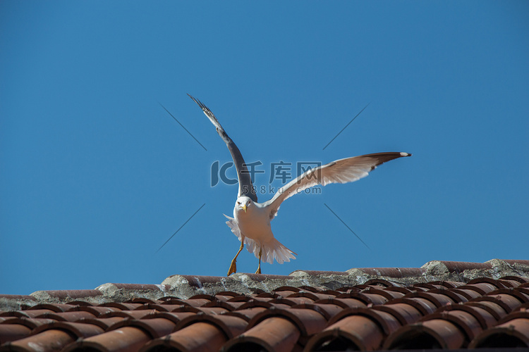 坐在屋顶上的一只海鸥