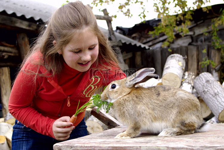 女孩用胡萝卜喂兔子