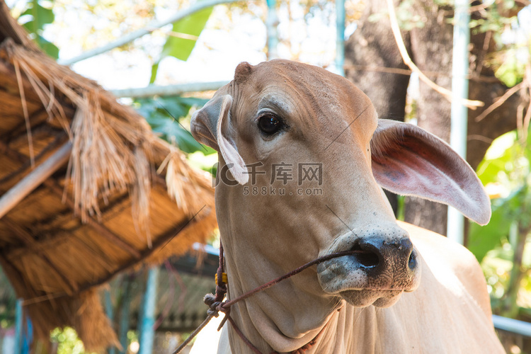 泰国的奶牛，农业繁殖农业的人工