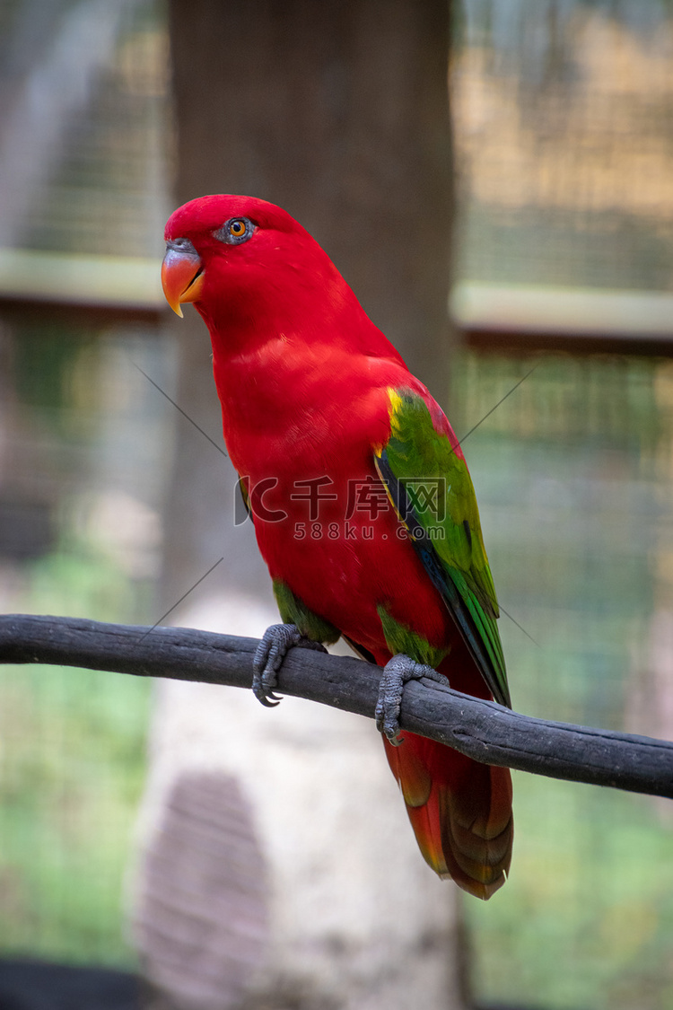 马来西亚的红鹦鹉 popinj