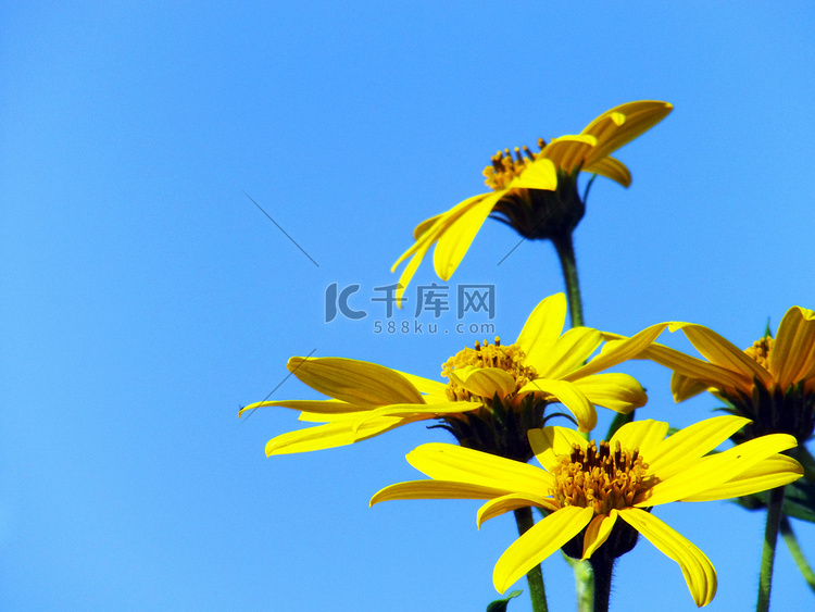 在蓝天的明亮的黄色花