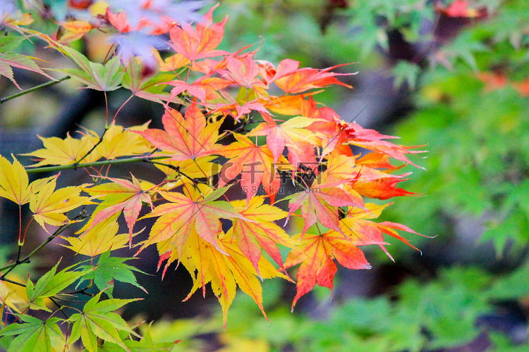 日本秋季期间生动的树木和树叶