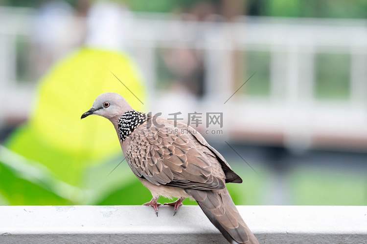 斑马鸽子在休息模糊的绿色背景时