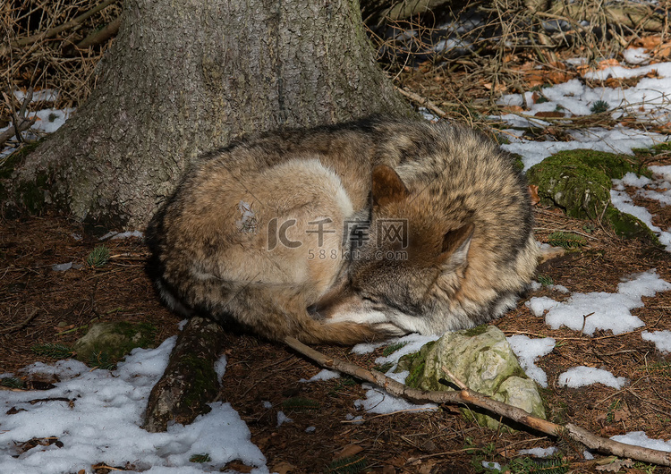 狼 (canis lupus) 在冬天在德国鹿园