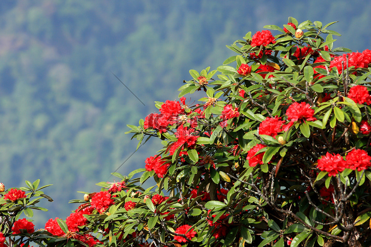 泰国茵他侬的杜鹃花花背景。